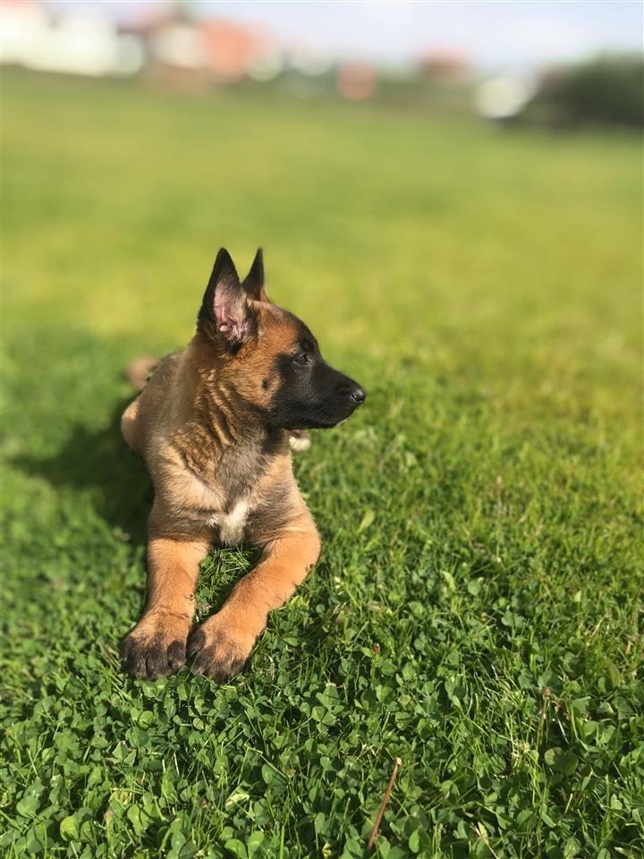 Belg-
