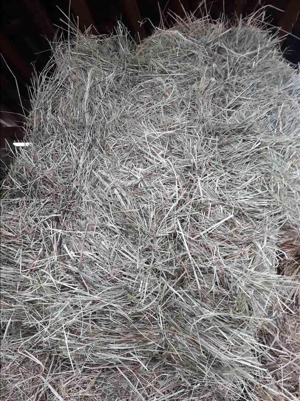 Duj
