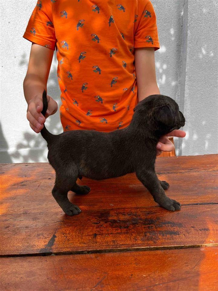 Cane-Corso