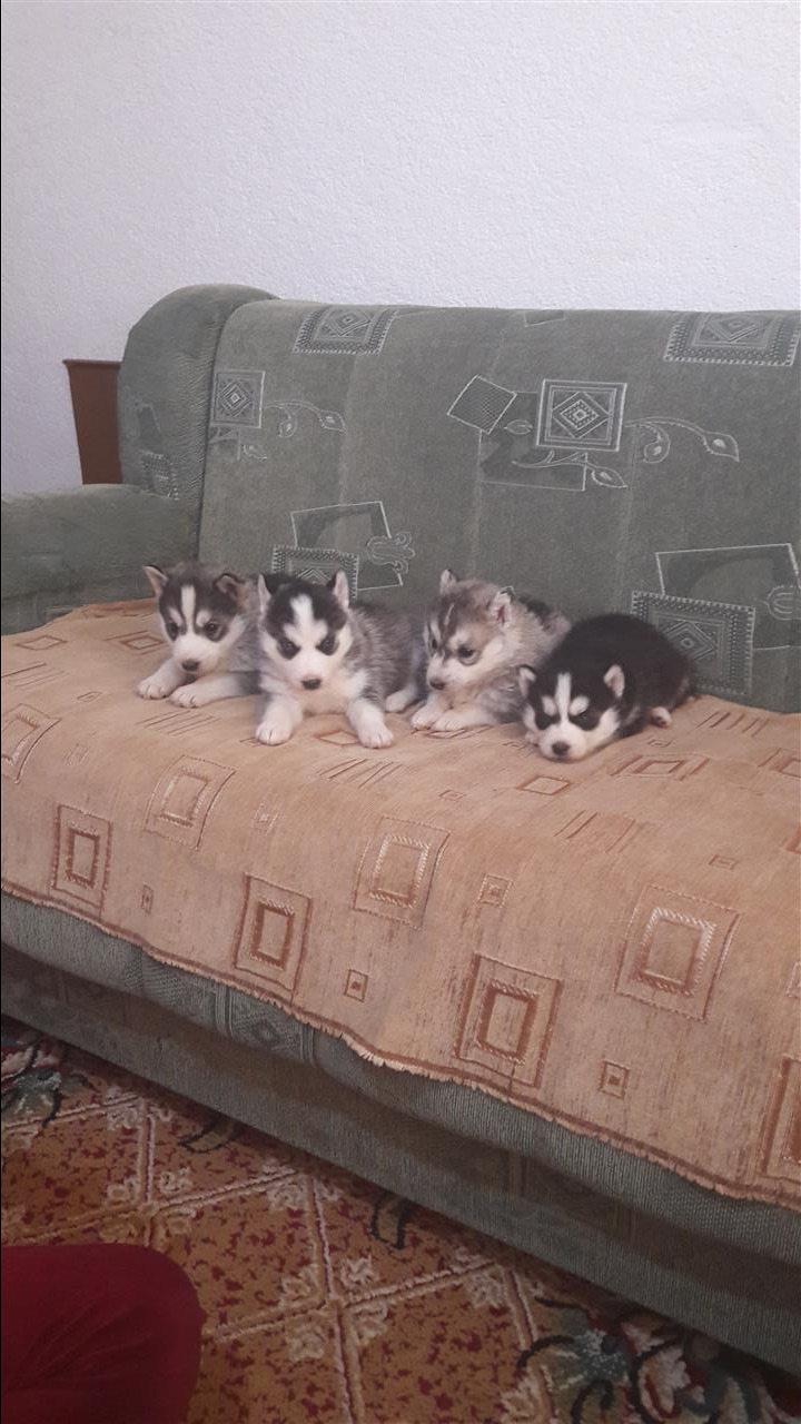 Qen-hasky
