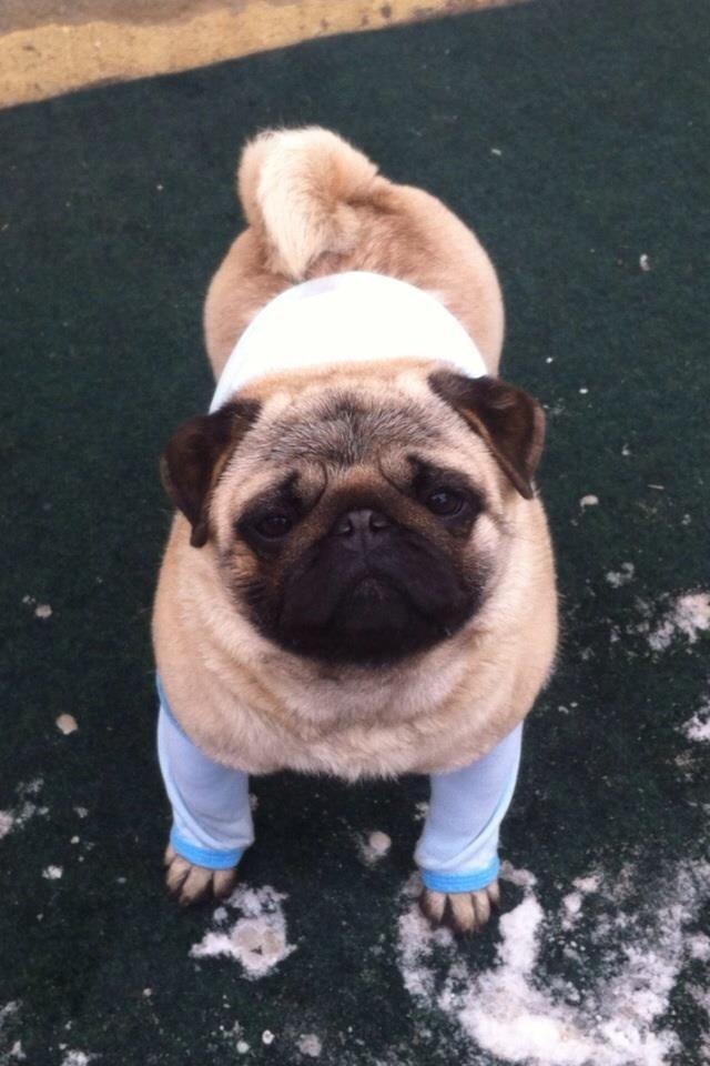 Pug--mops-