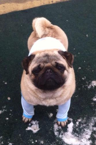 Pug-(mops)