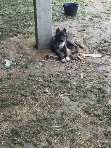 Pit bull 4muj ika 150ero