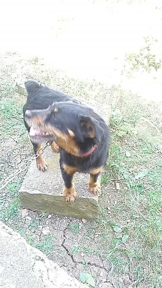 terrier-mashkull-