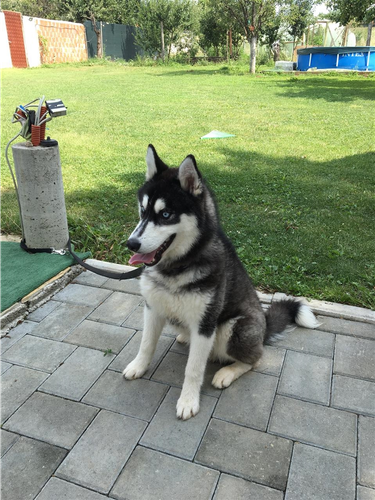 Haski