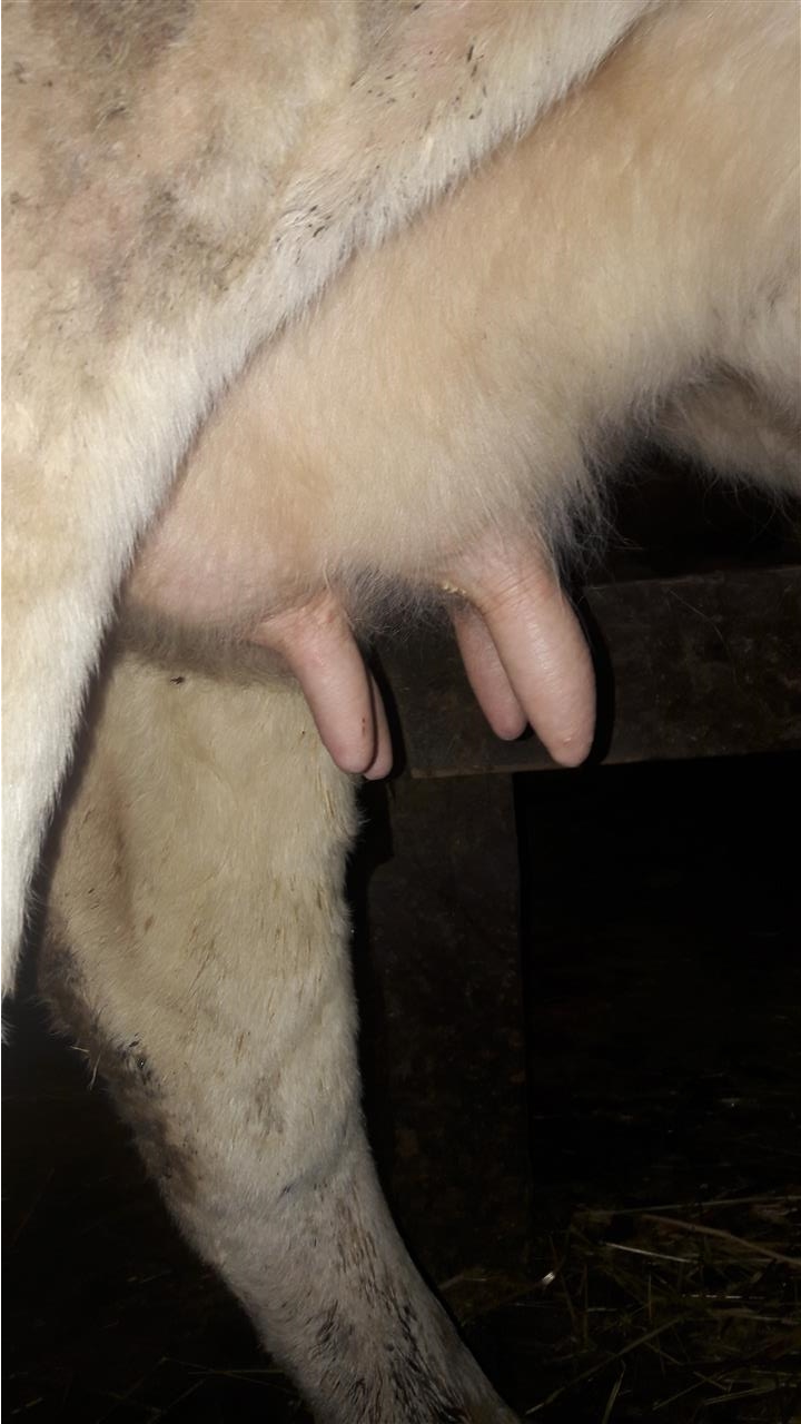 Lop