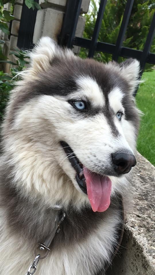 Husky---Alaskan-Malamute