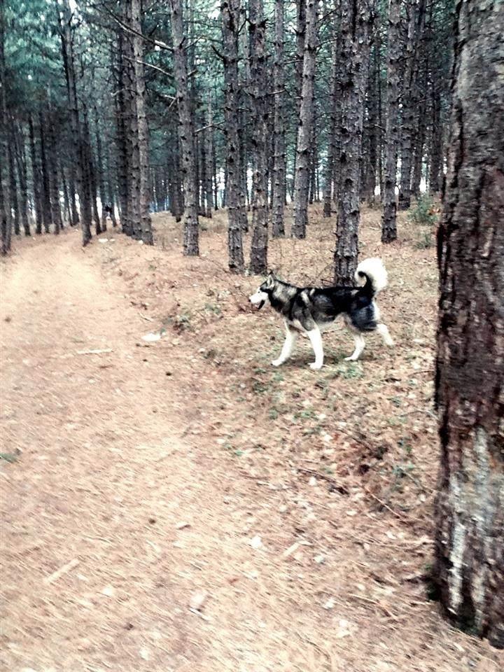 Haski