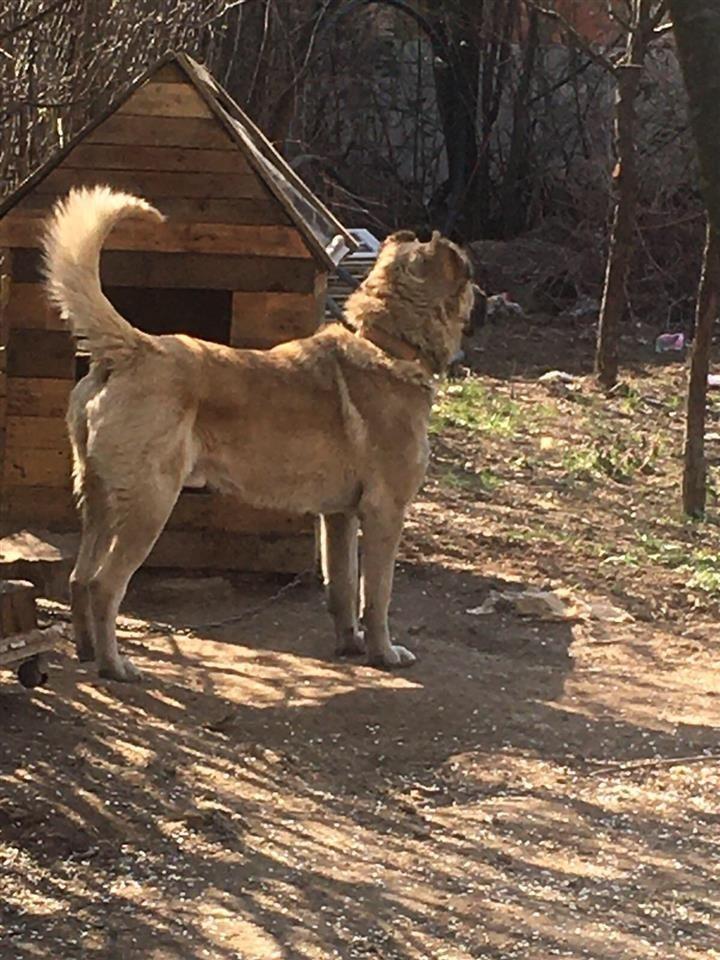 Kangall