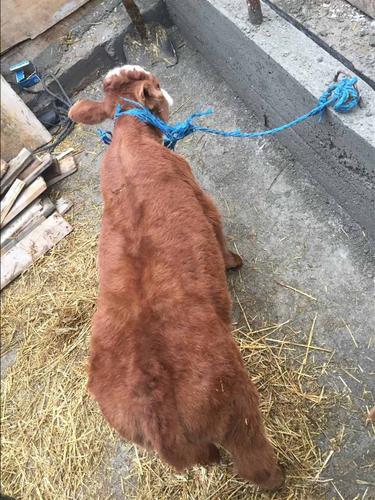 Shitet
