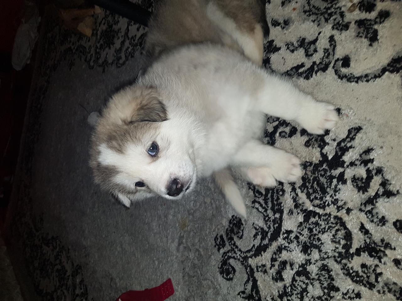 Husky