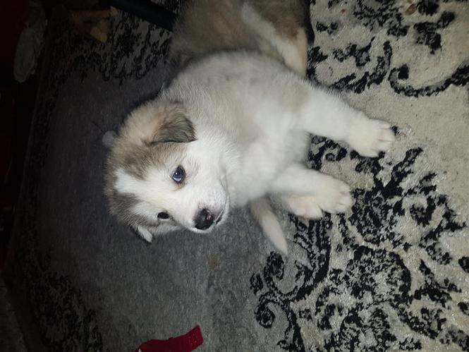 Husky