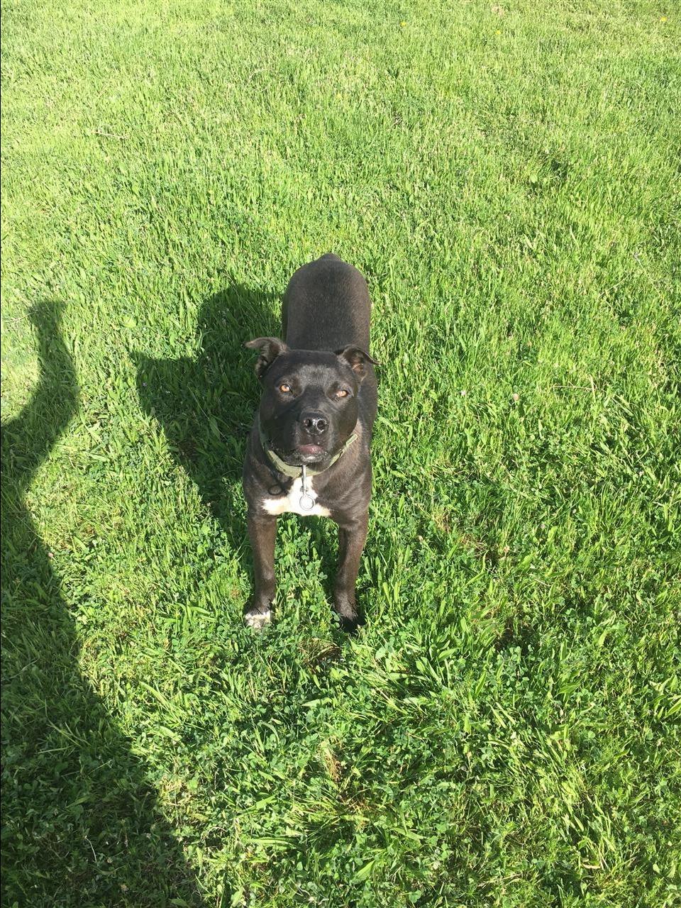 Pitbull