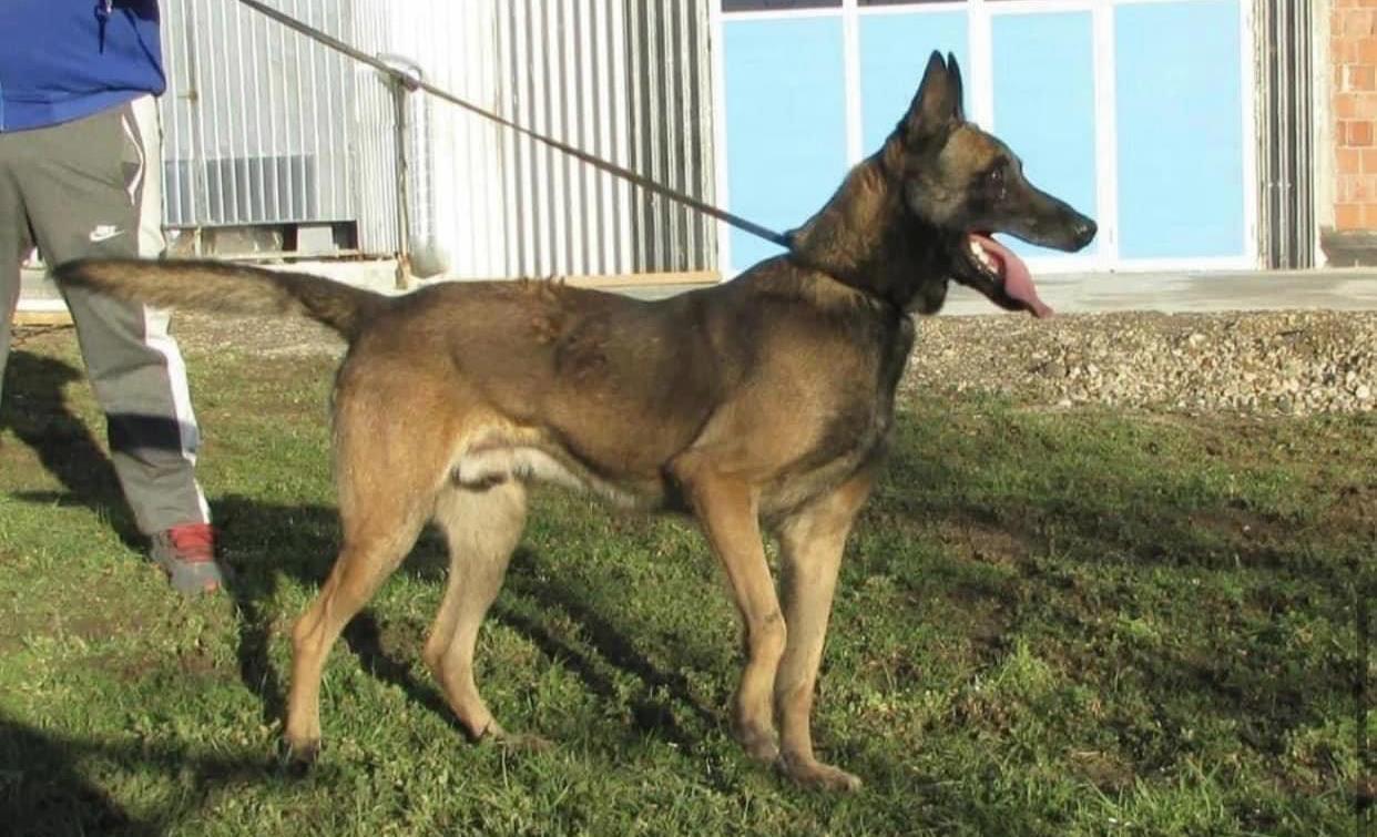 Malinois-Belg