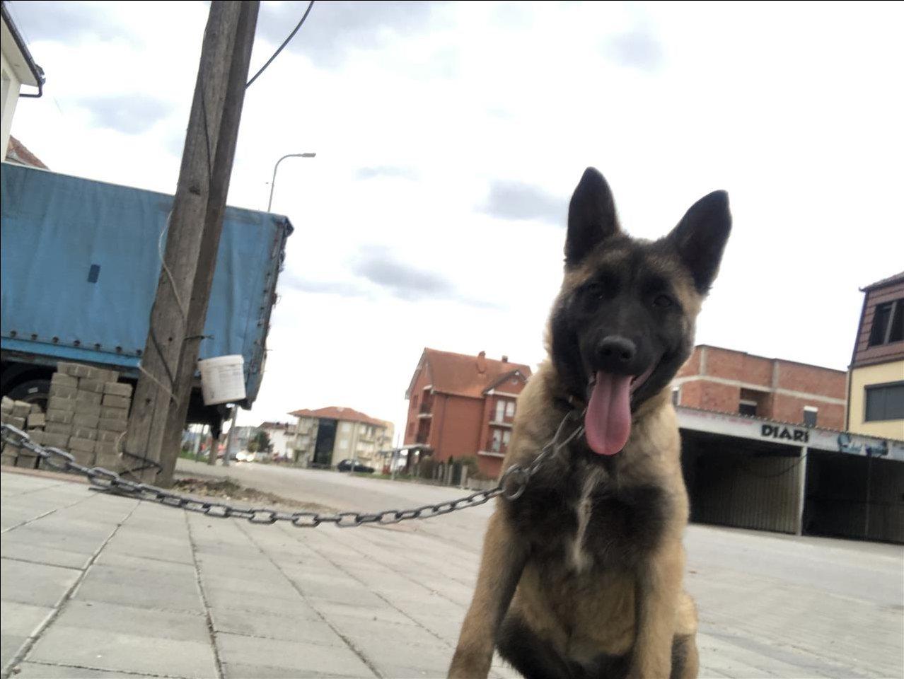 Belgian-Malinois