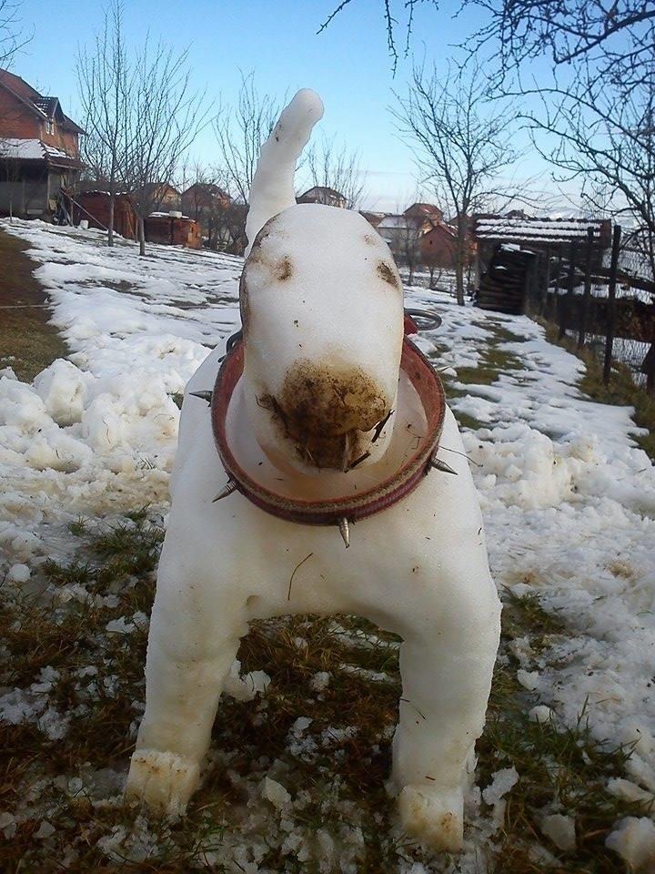 Pit-bull-