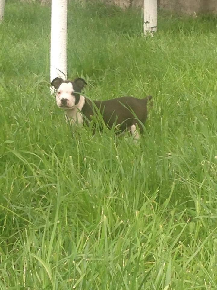 Pit--bulla