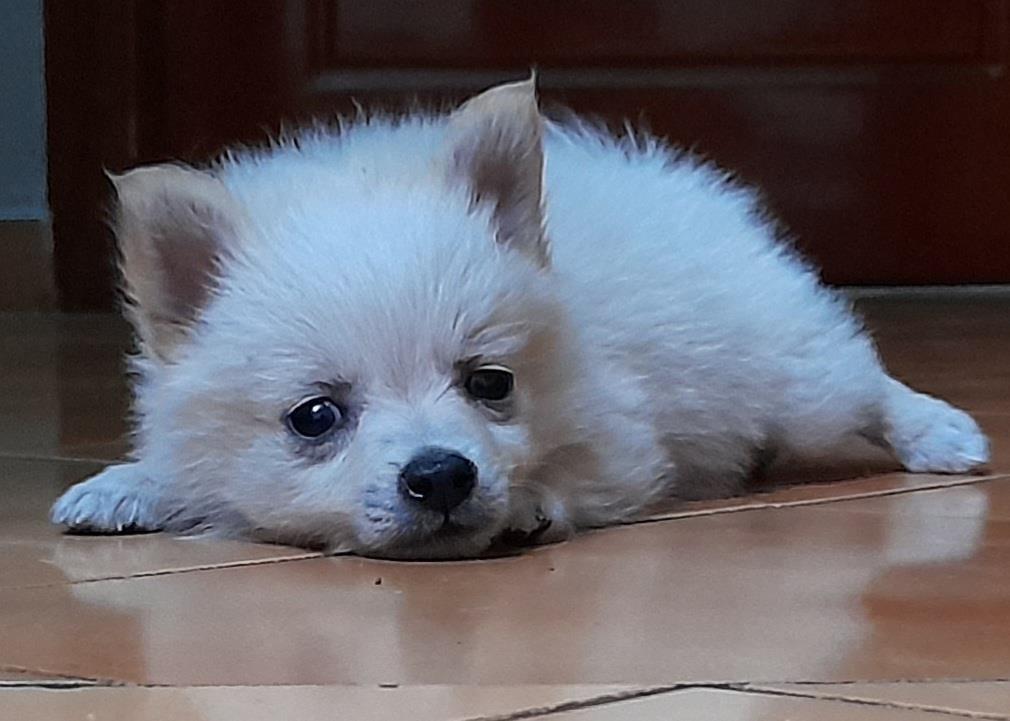 spitz