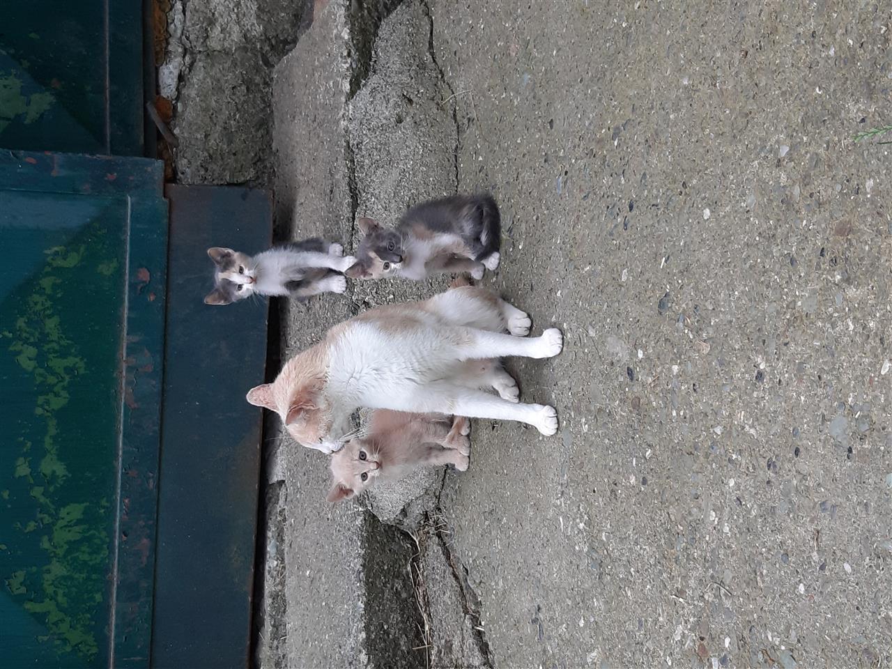 Macat