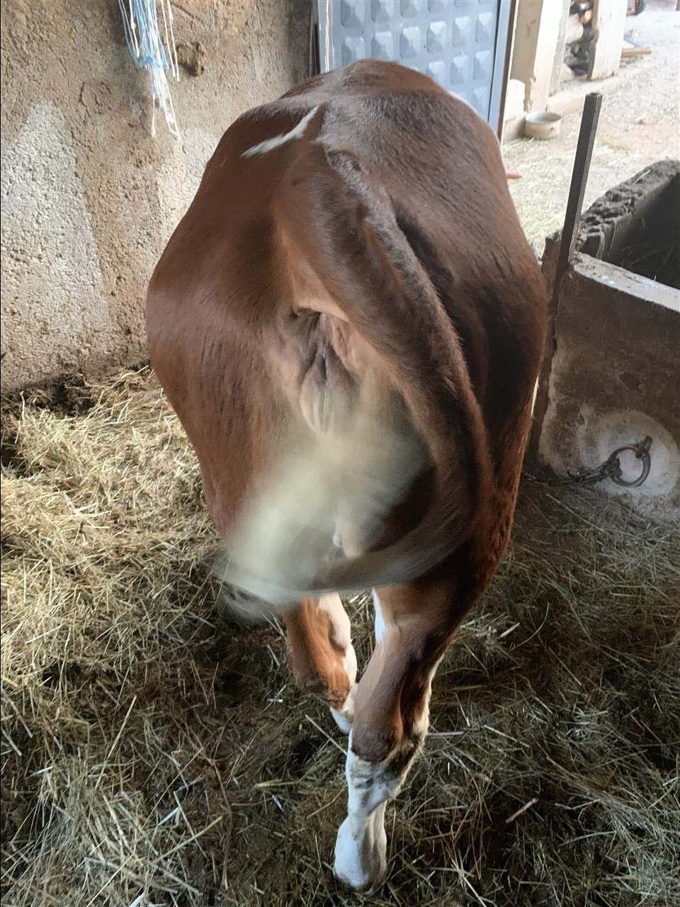 Mushtjerr