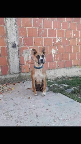 Pitbul