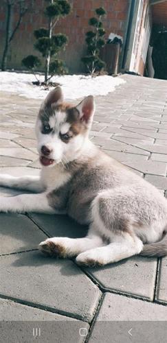 Hasky 