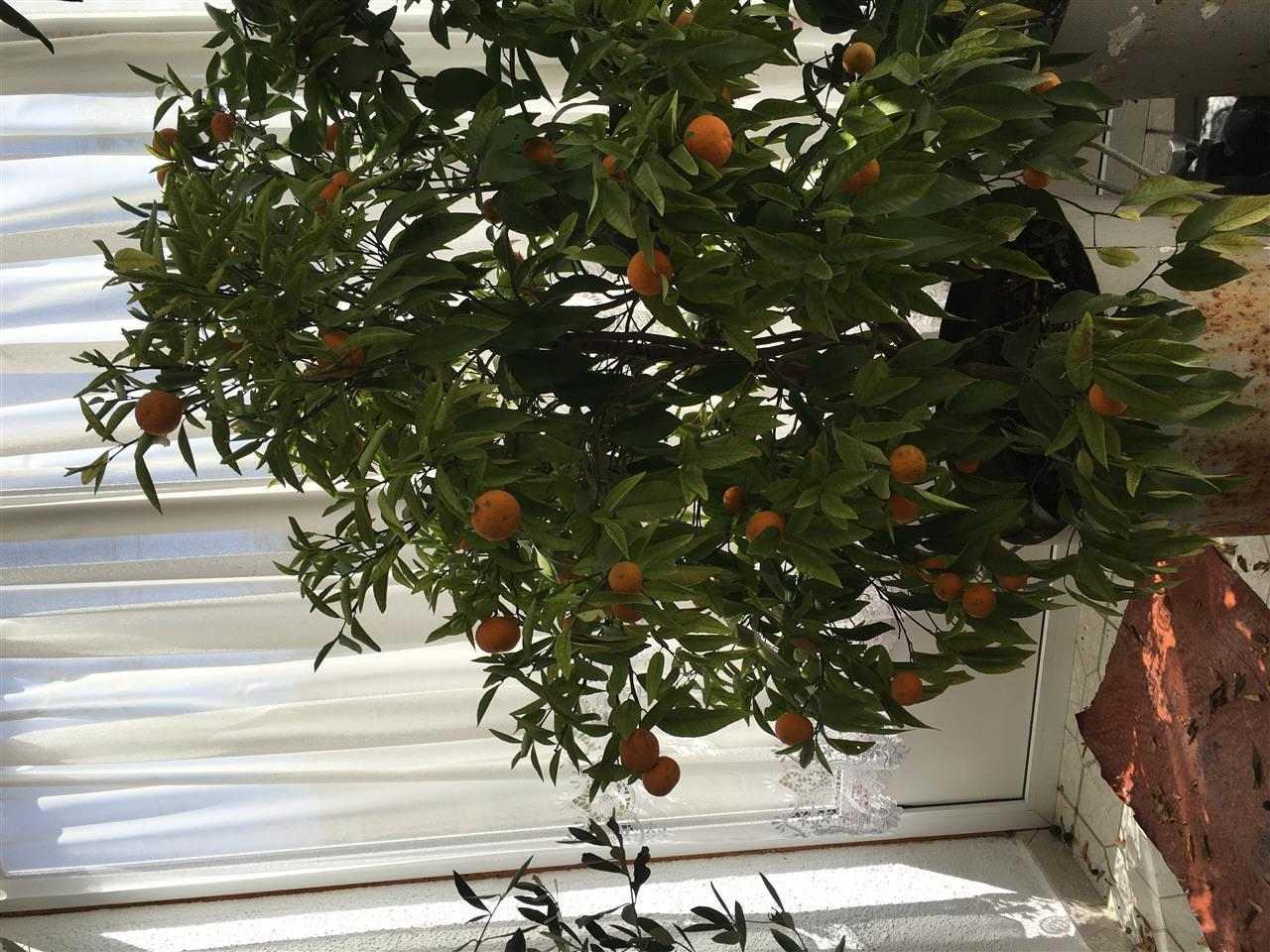 -Mandarin-
