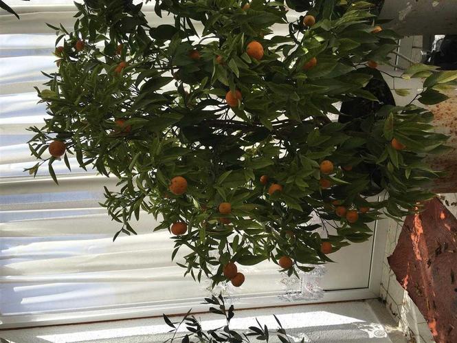  Mandarin 
