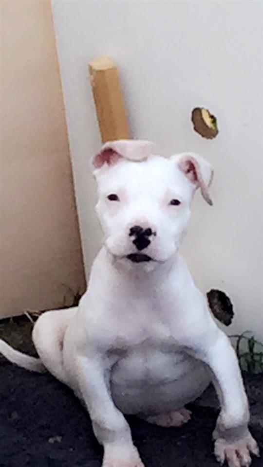 pitbull