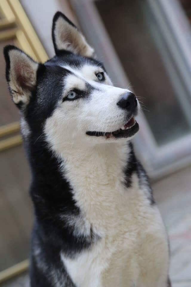 Hasky