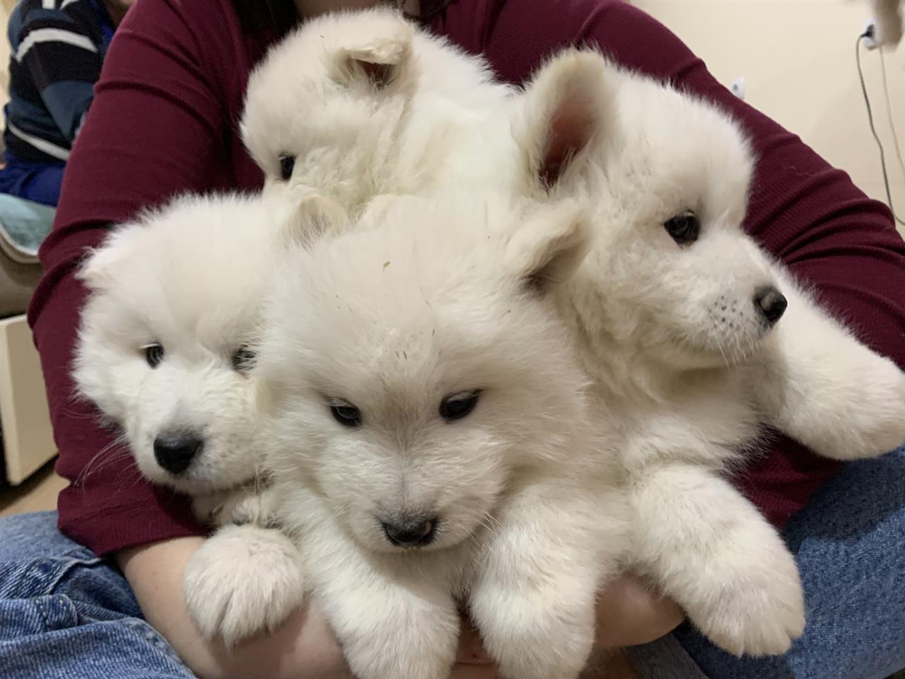 Samoyed