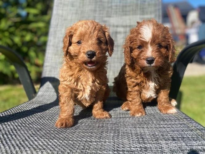 Cavapoo