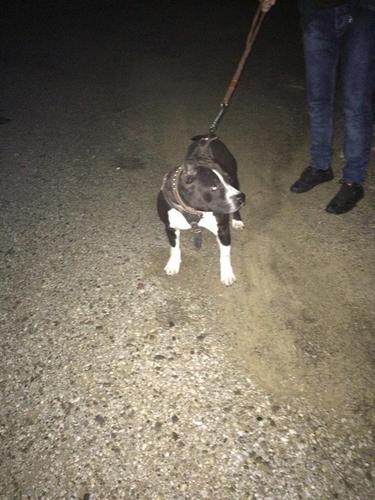 pitbull