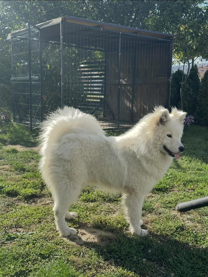 Samoyed-+Boski-Koliba