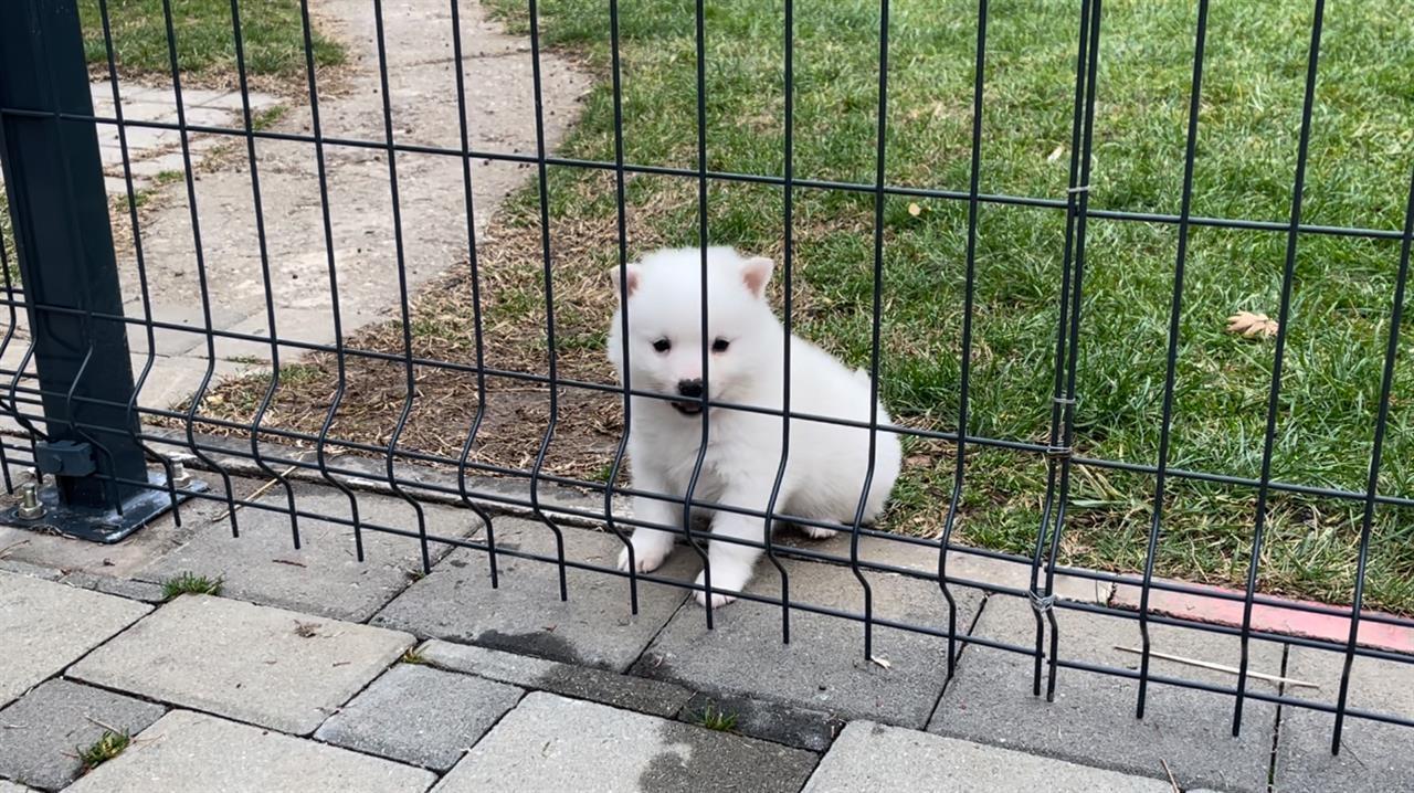MiniSpitz-shpic