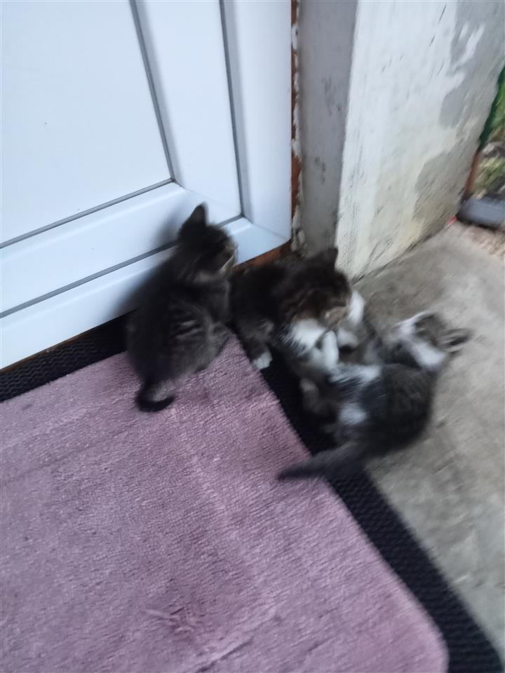 Macat-maca