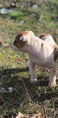 Pitbull