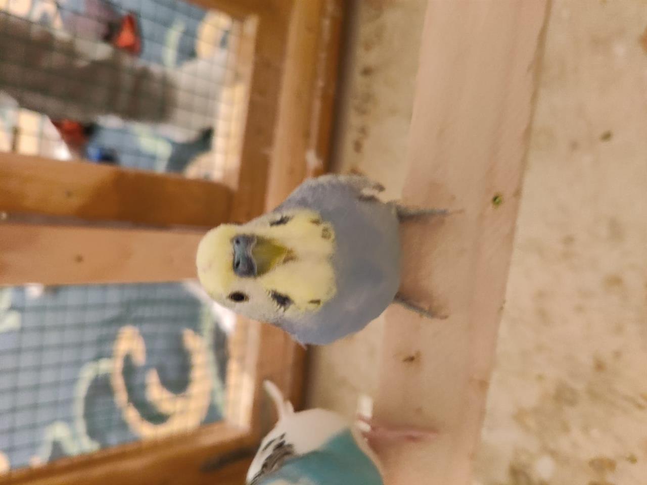 Papagalla