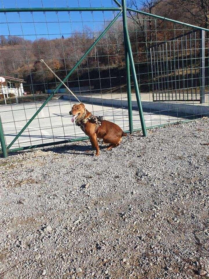 SHITET-CUBI