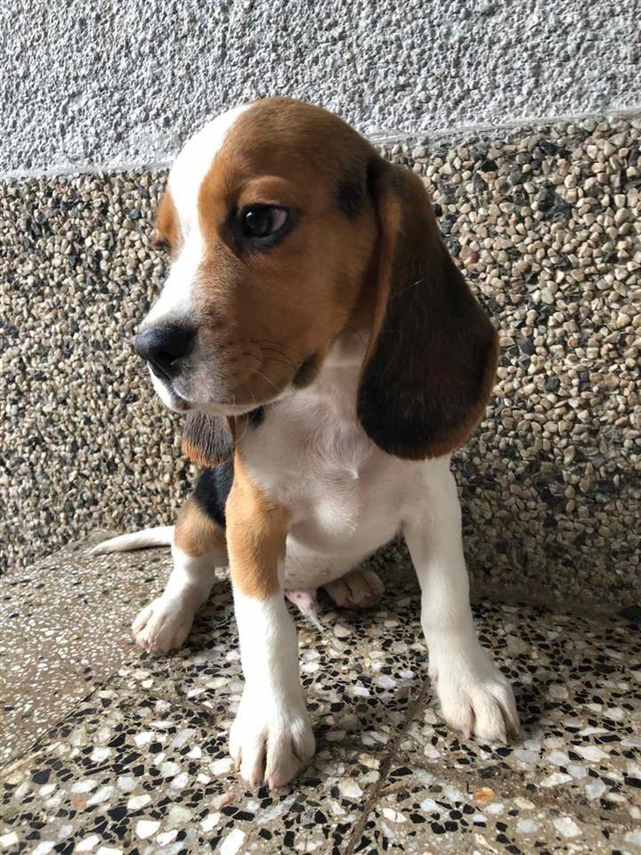 Beagle
