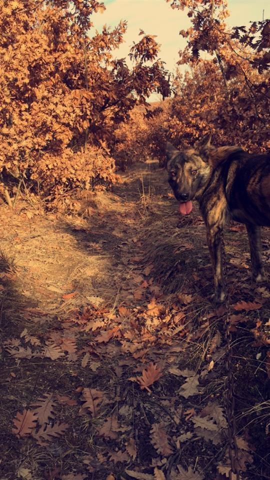 Paster-belg-malinois
