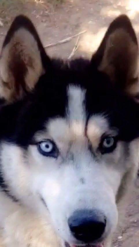 Haski