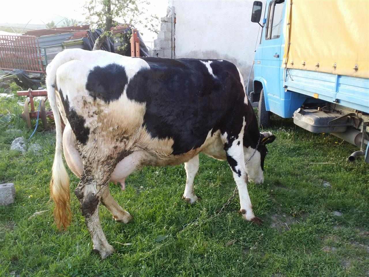 kafshë-e-fermes