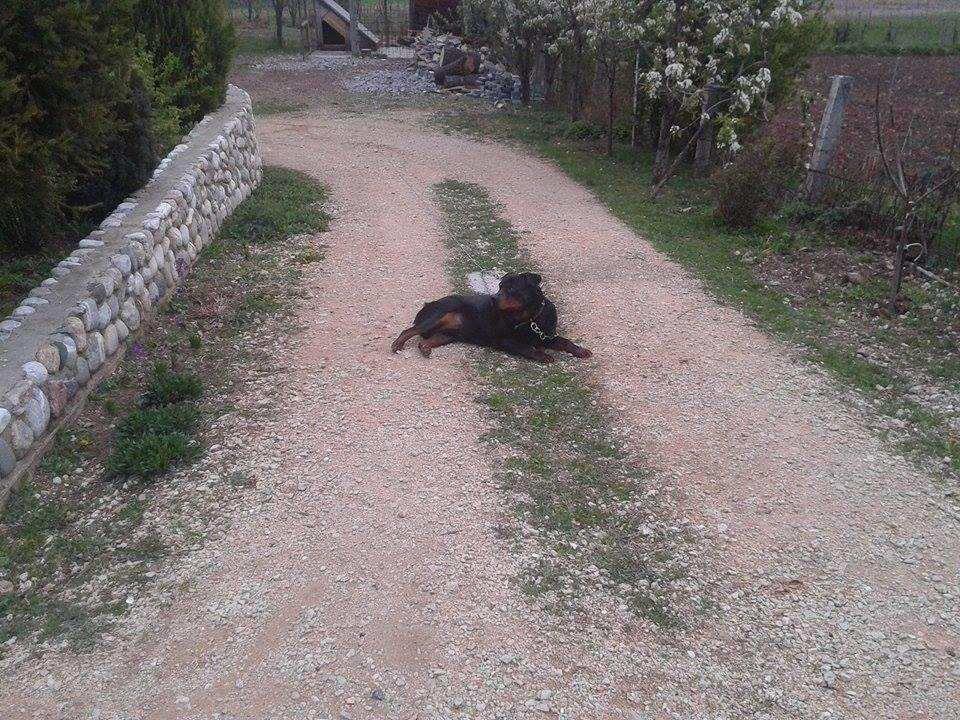 qen-