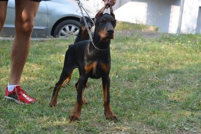 Doberman 