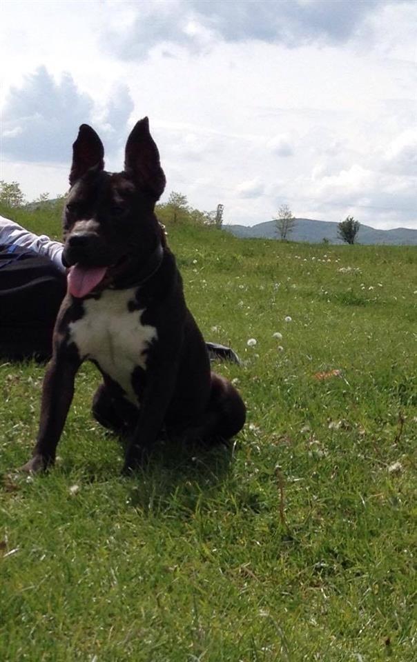 Pitbull