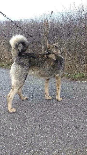 Qen-rud