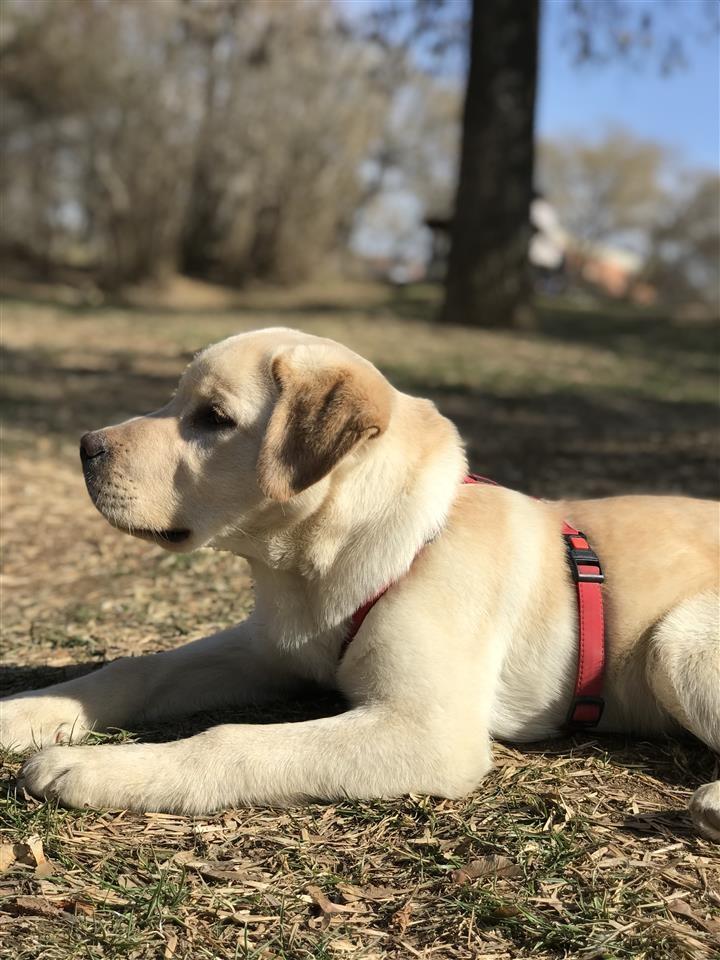 Labrador-retriver-