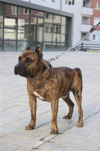  Pitbull  Tigras 