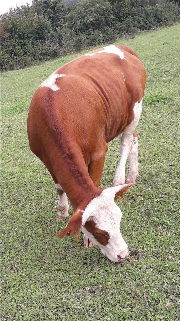 Mshtjerra